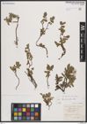 Foto von Salix breviserrata Flod.